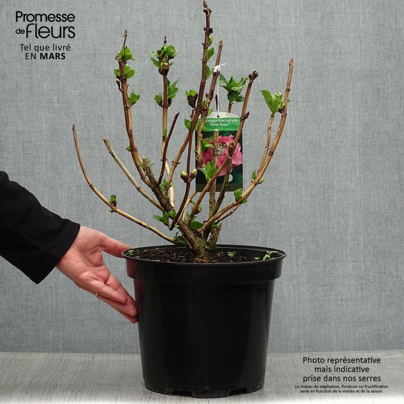 Spécimen de Hortensia - Hydrangea macrophylla Teller Pink en pot de 7,5L/10L tel que livré au printemps