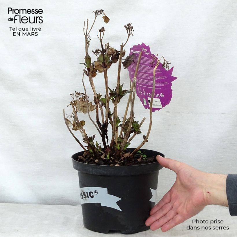 Spécimen de Hortensia - Hydrangea macrophylla Tiffany tel que livré au printemps