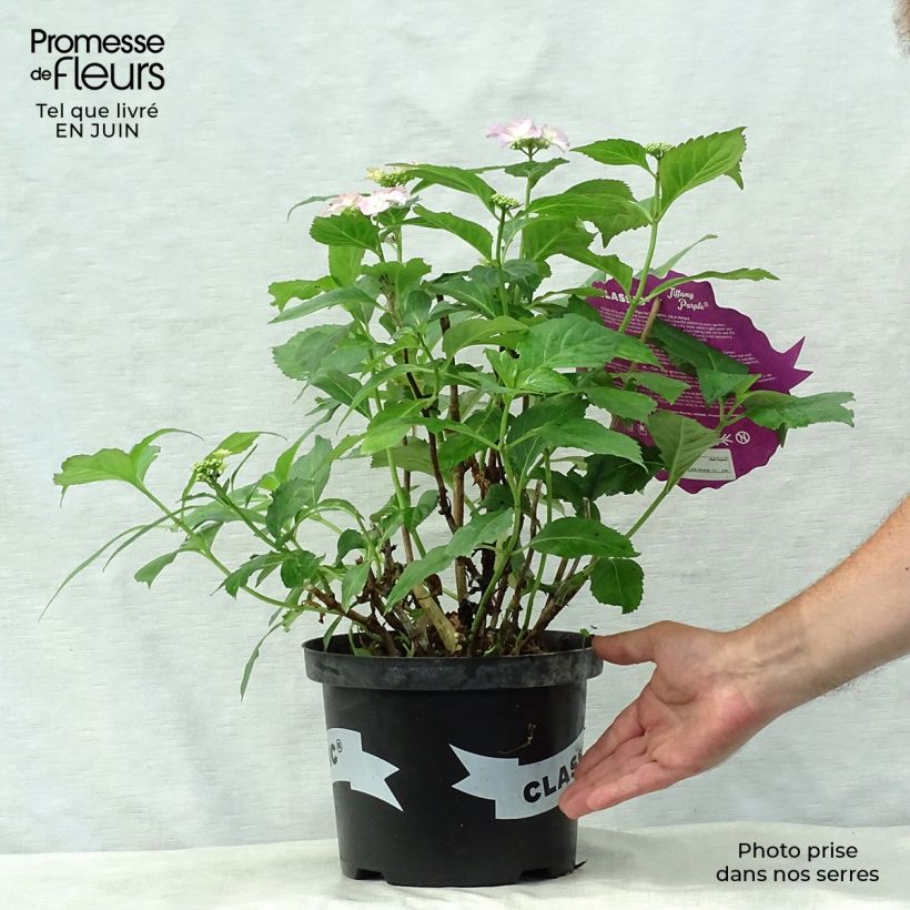 Spécimen de Hortensia - Hydrangea macrophylla Tiffany Pot de 4L/5L tel que livré en été