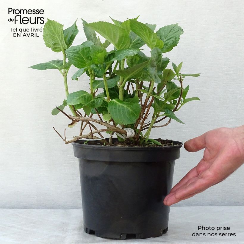 Spécimen de Hortensia - Hydrangea macrophylla Tinkerbell Pot de 1.5L/2L tel que livré au printemps