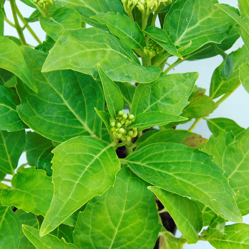 Hortensia - Hydrangea macrophylla Tovelit (Feuillage)