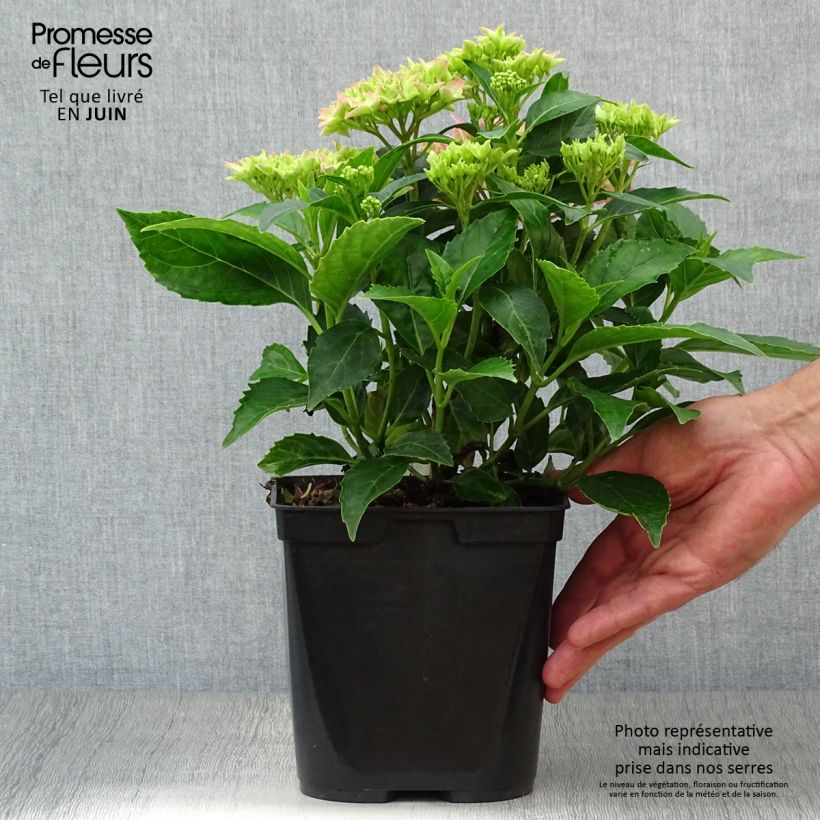 Spécimen de Hortensia - Hydrangea macrophylla Tovelit Pot de 2L/3L tel que livré en été