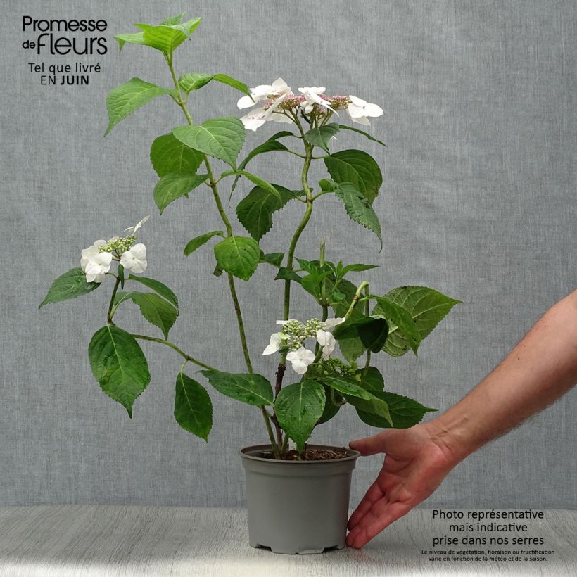Spécimen de Hortensia - Hydrangea macrophylla Veitchii Pot de 2L/3L tel que livré en été