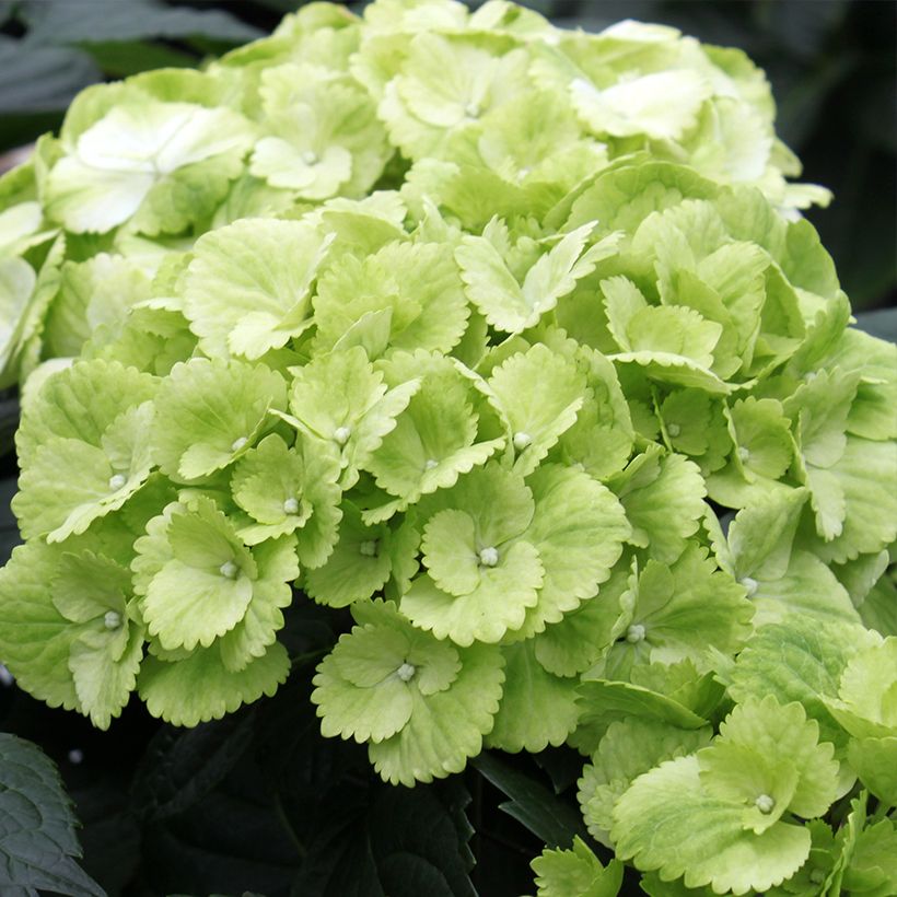 Hortensia - Hydrangea macrophylla Verdi (Floraison)