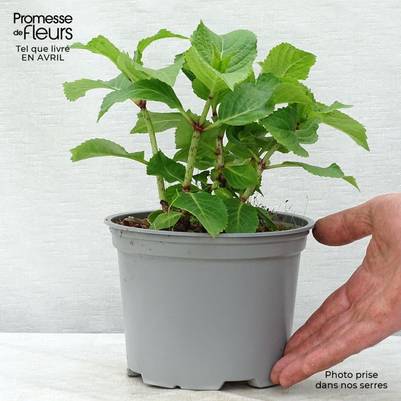 Spécimen de Hortensia - Hydrangea macrophylla Wedding Gown en Pot de 1.5L/2L tel que livré au printemps