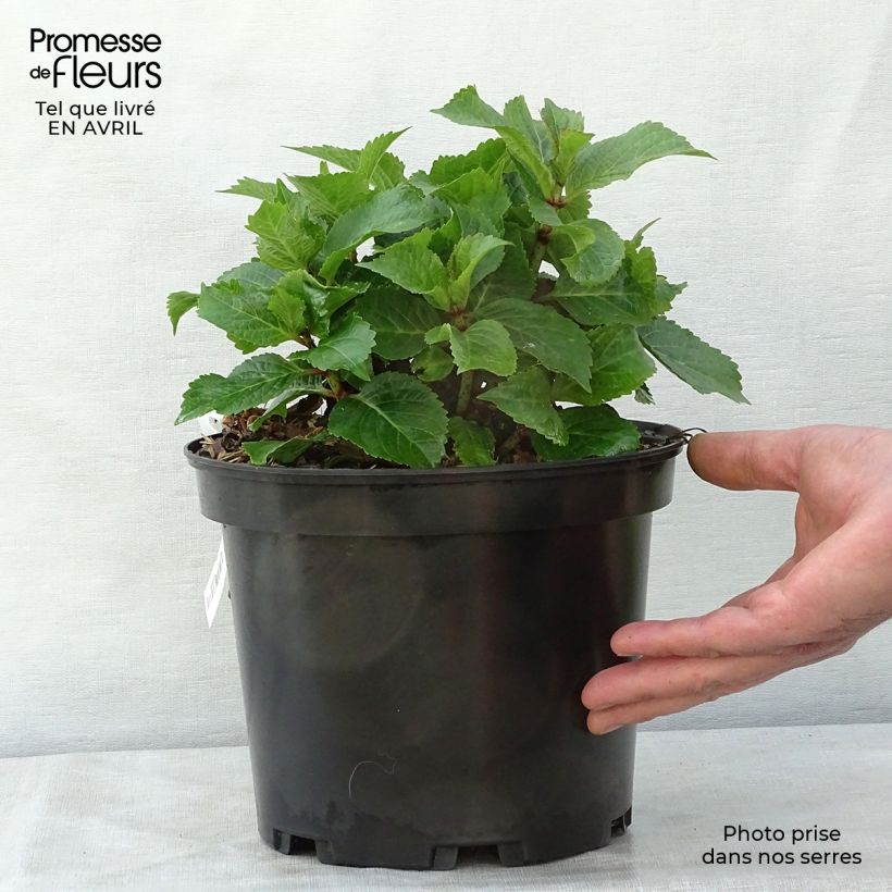 Spécimen de Hortensia - Hydrangea macrophylla Wedding Gown en Pot de 4L/5L tel que livré au printemps