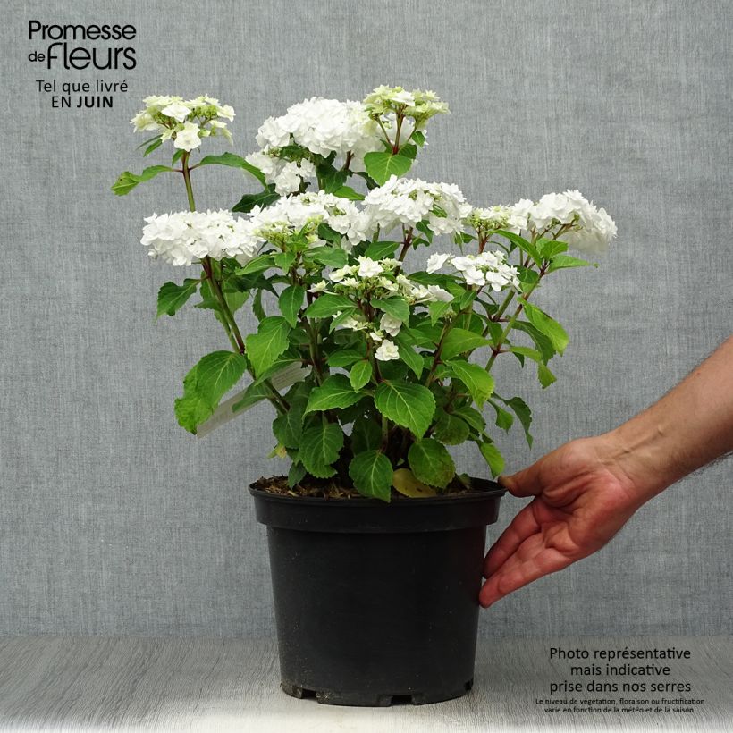 Spécimen de Hortensia - Hydrangea macrophylla Wedding Gown Pot de 4L/5L tel que livré en été