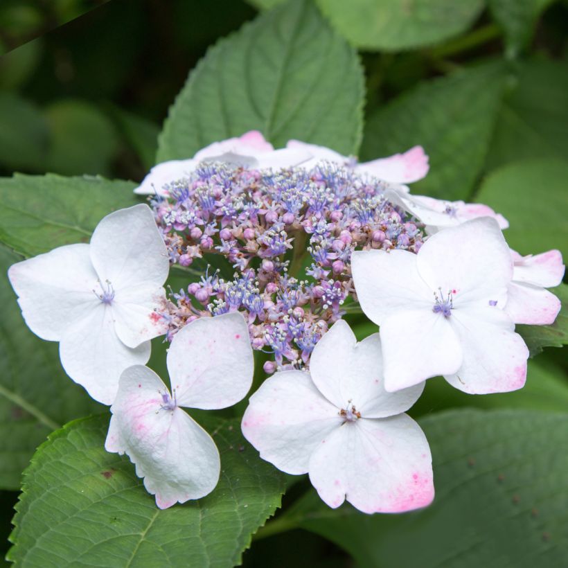 Hortensia macrophylla White Wave (Floraison)