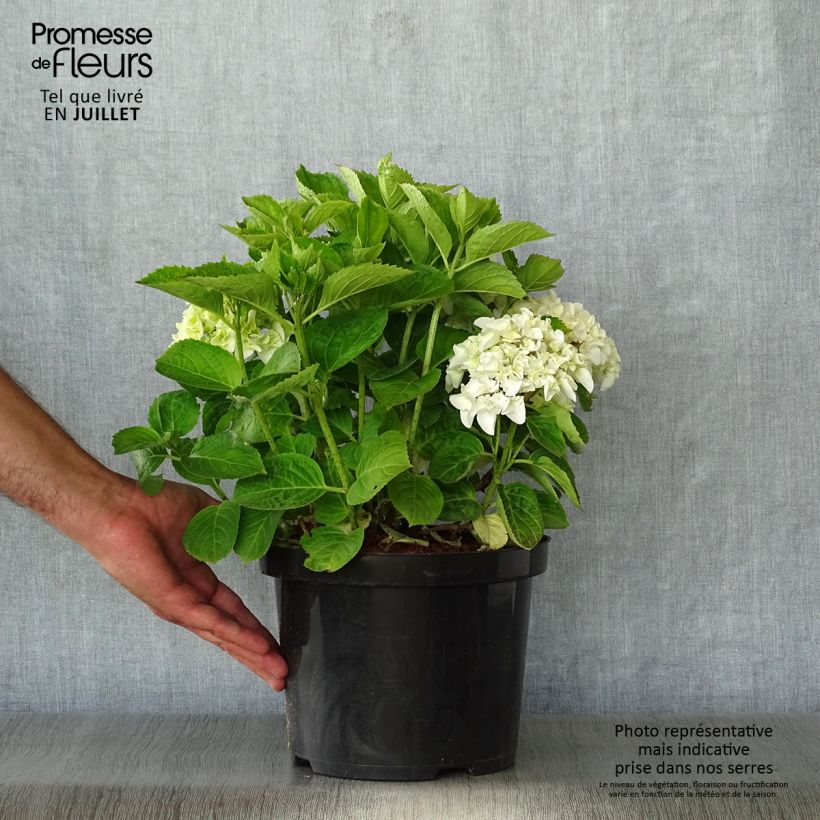 Spécimen de Hortensia - Hydrangea macrophylla Wudu tel que livré en ete