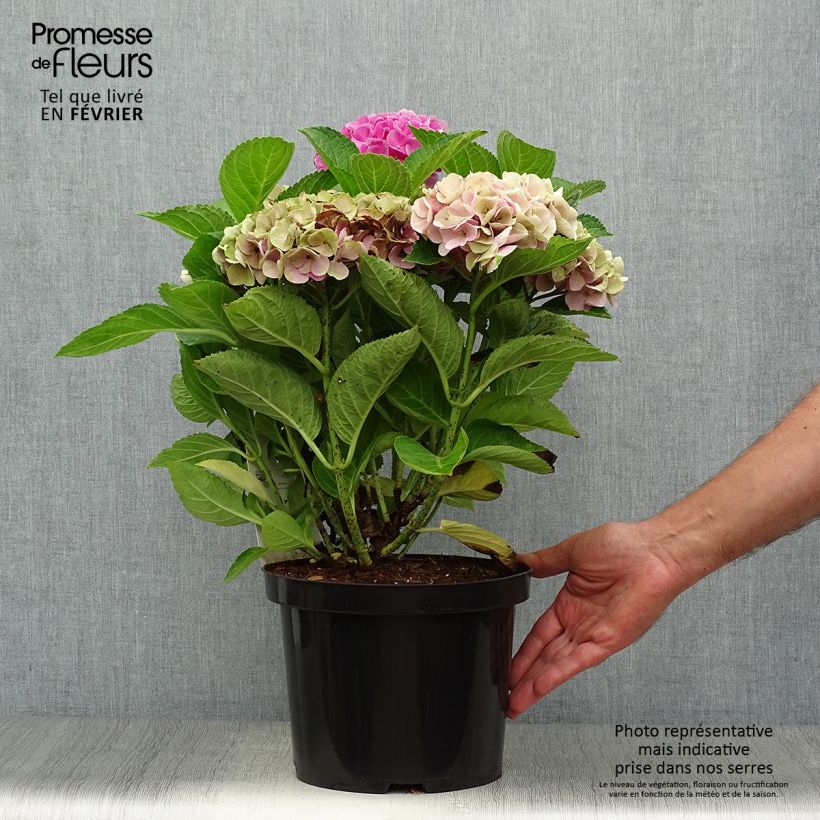 Spécimen de Hortensia - Hydrangea macrophylla Xian Pot de 4L/5L tel que livré en automne