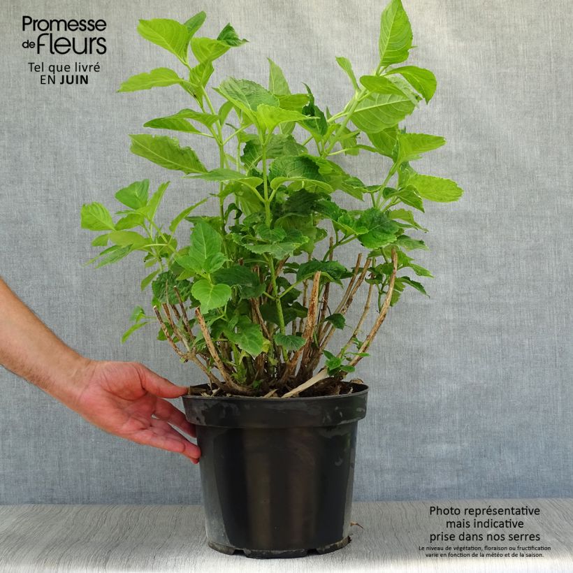 Spécimen de Hortensia - Hydrangea macrophylla Xian Pot de 7,5L/10L tel que livré en été