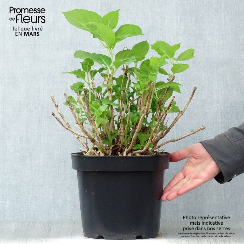 Spécimen de Hortensia - Hydrangea macrophylla Xian en pot de 7,5/10L tel que livré au printemps