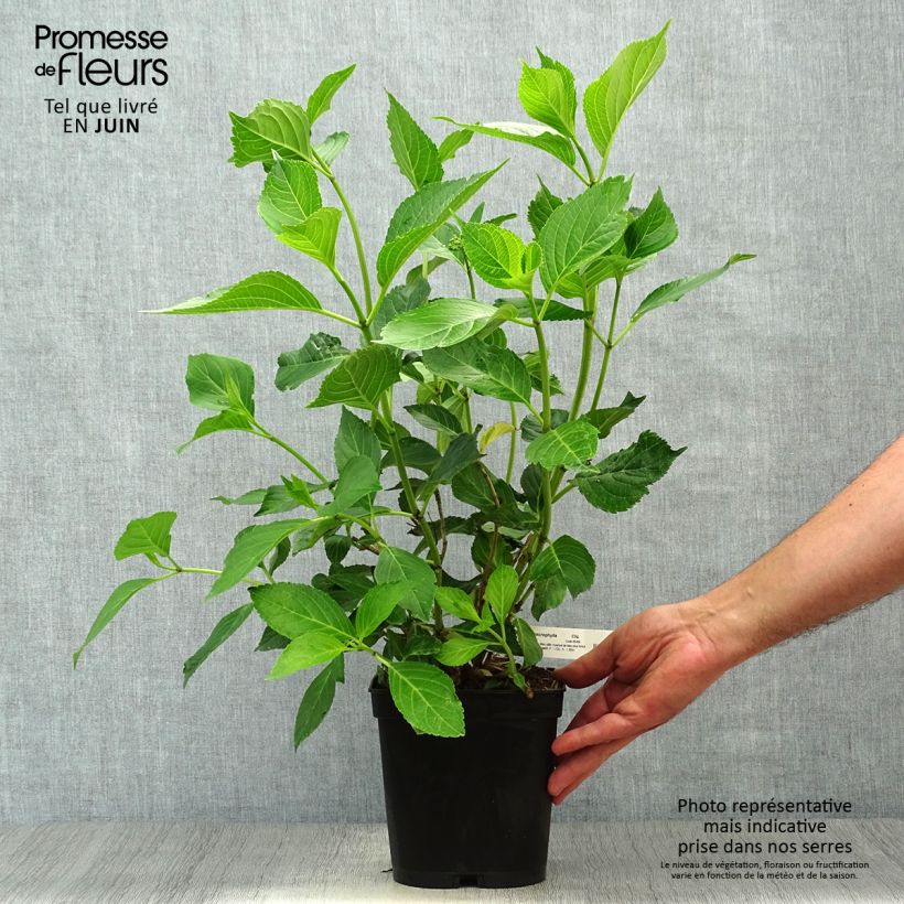 Spécimen de Hortensia - Hydrangea macrophylla Yamato Pot de 2L/3L tel que livré en été
