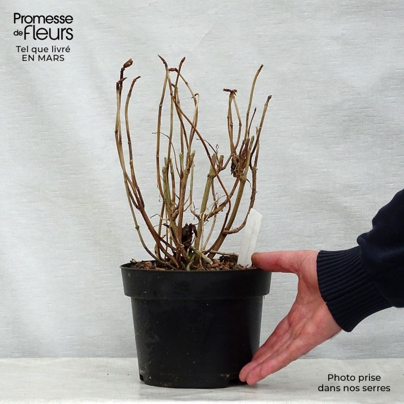 Spécimen de Hortensia - Hydrangea macrophylla You and Me Forever tel que livré au printemps