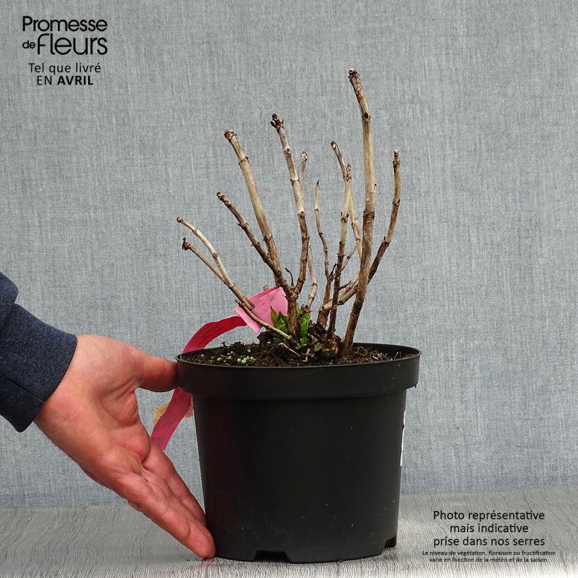 Spécimen de Hortensia - Hydrangea macrophylla You and Me Romance en pot de 1.5L/2L tel que livré au printemps