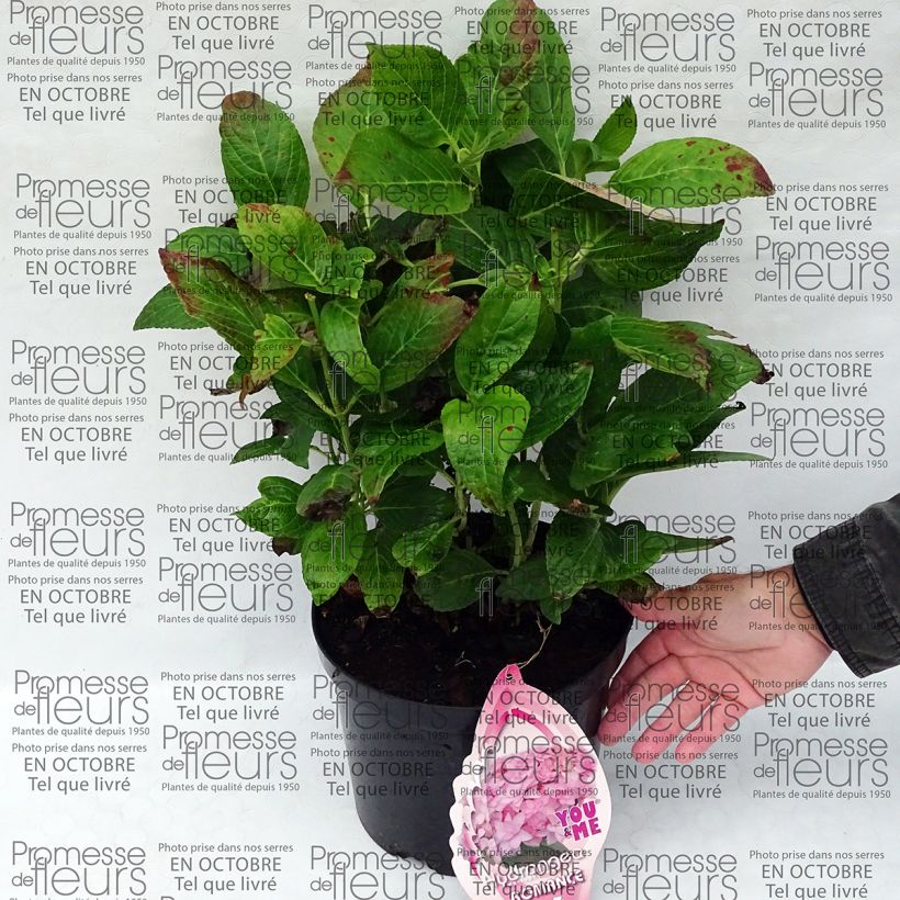 Exemple de spécimen de Hortensia - Hydrangea macrophylla You and Me Romance en pot de 5L tel que livré