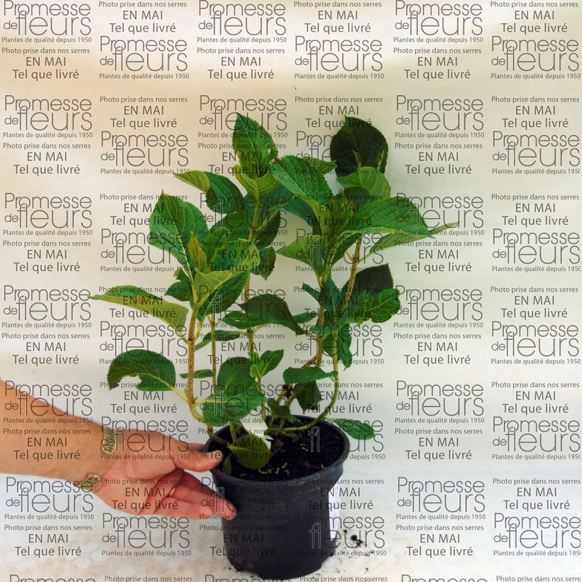 Exemple de spécimen de Hortensia - Hydrangea macrophylla You and Me Tea Time Together tel que livré