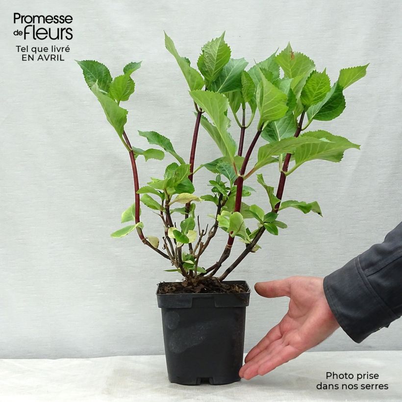 Spécimen de Hortensia - Hydrangea macrophylla Zorro bleu 15/20cm en pot de 3L tel que livré au printemps