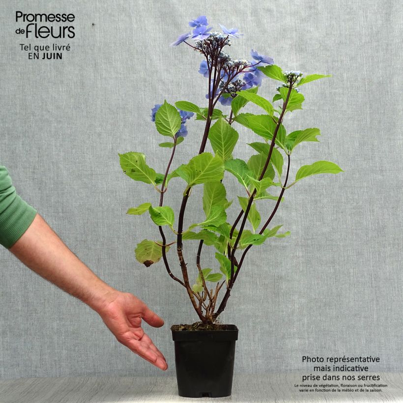 Spécimen de Hortensia - Hydrangea macrophylla Zorro Pot de 2L/3L tel que livré en été