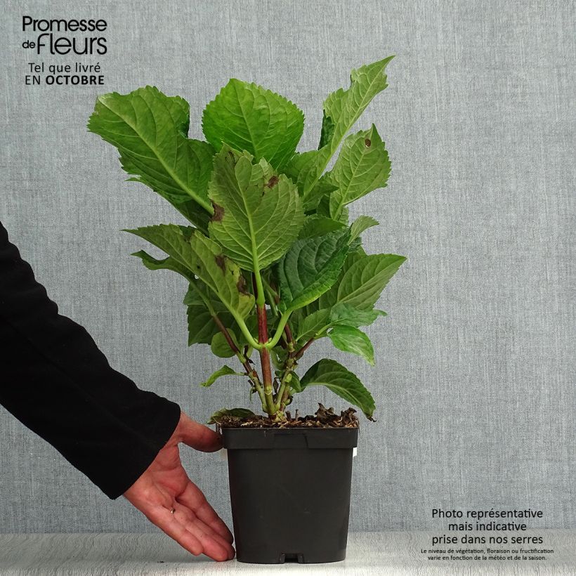 Spécimen de Hortensia - Hydrangea macrophylla Zorro rose Pot de 2L/3L tel que livré en automne