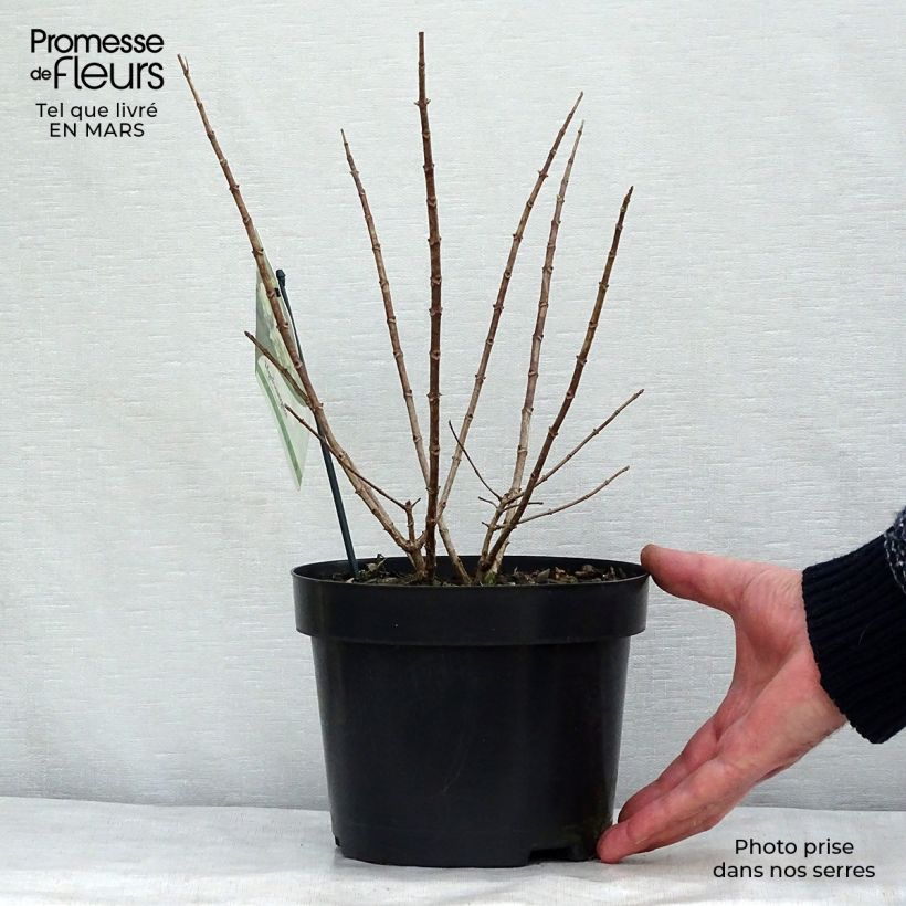 Spécimen de Hydrangea paniculata Bobo - Hortensia paniculé nain Pot de 3L/4LHauteur livrée env. 20/30cm tel que livré au printemps