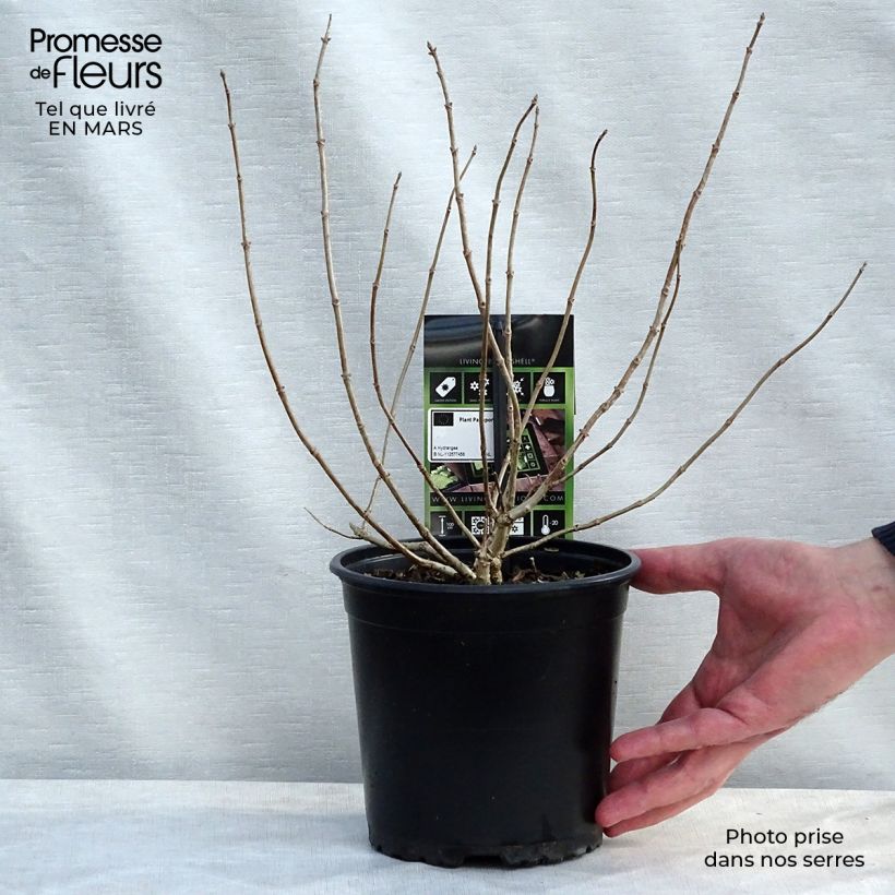 Spécimen de Hydrangea paniculata Bombshell - Hortensia paniculé Pot de 2L/3LHauteur livrée env. 20/30cm tel que livré au printemps