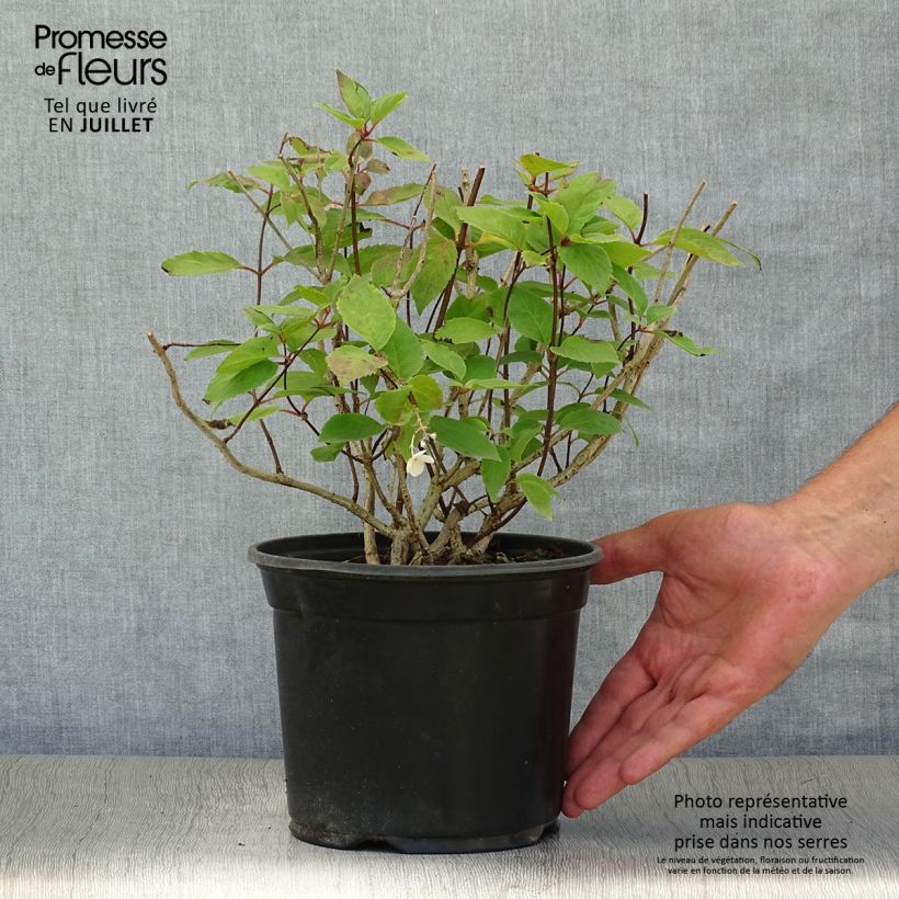 Spécimen de Hydrangea paniculata Bombshell - Hortensia paniculé tel que livré en ete