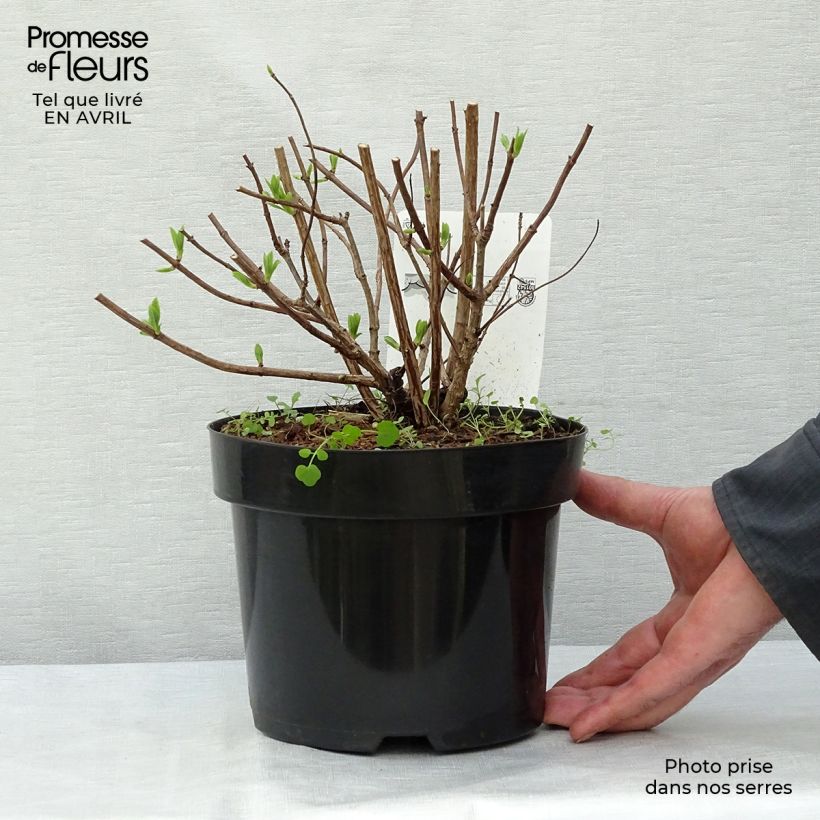 Spécimen de Hydrangea paniculata Dart's Little Dot - Hortensia paniculé tel que livré au printemps