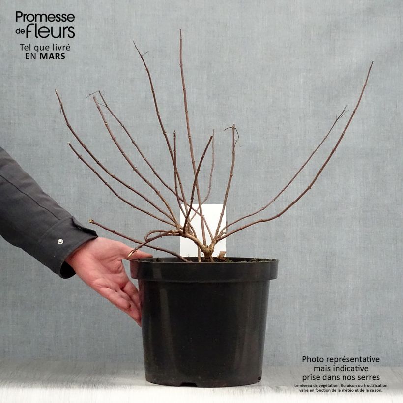 Spécimen de Hydrangea paniculata Diamant Rouge - Hortensia paniculé Pot de 7,5L/10L, 3/4 branchesHauteur livrée env. 30+cm tel que livré au printemps