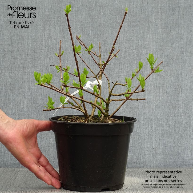 Spécimen de Hydrangea paniculata Diamant Rouge - Hortensia paniculé Pot de 2L/3L, 3/4 branchesHauteur livrée env. 40+cm tel que livré au printemps