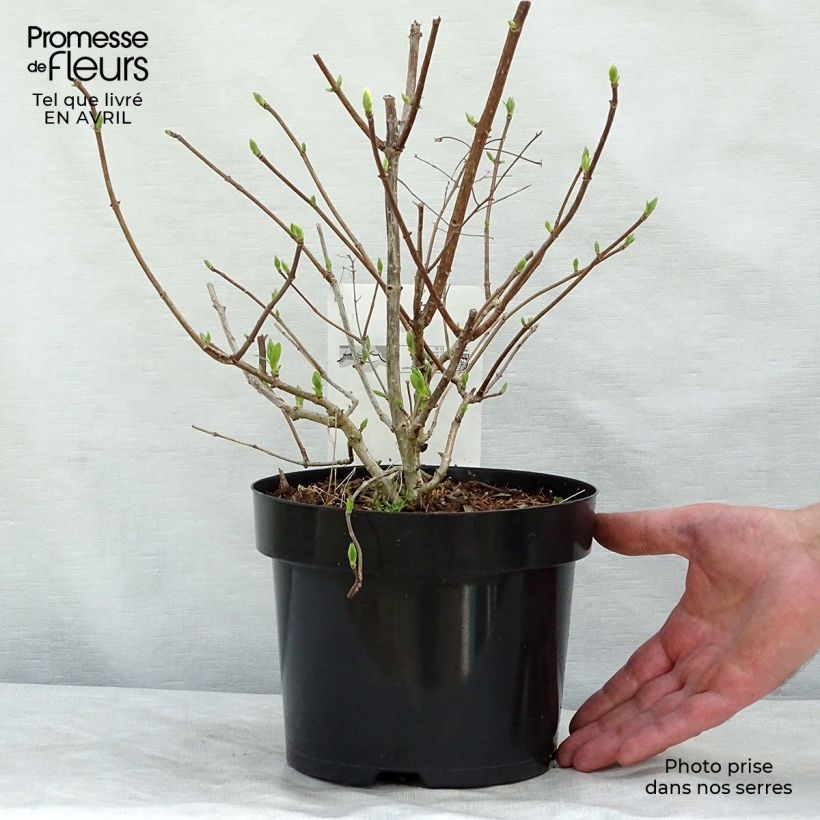 Spécimen de Hydrangea paniculata Diamantino - Hortensia paniculé tel que livré au printemps