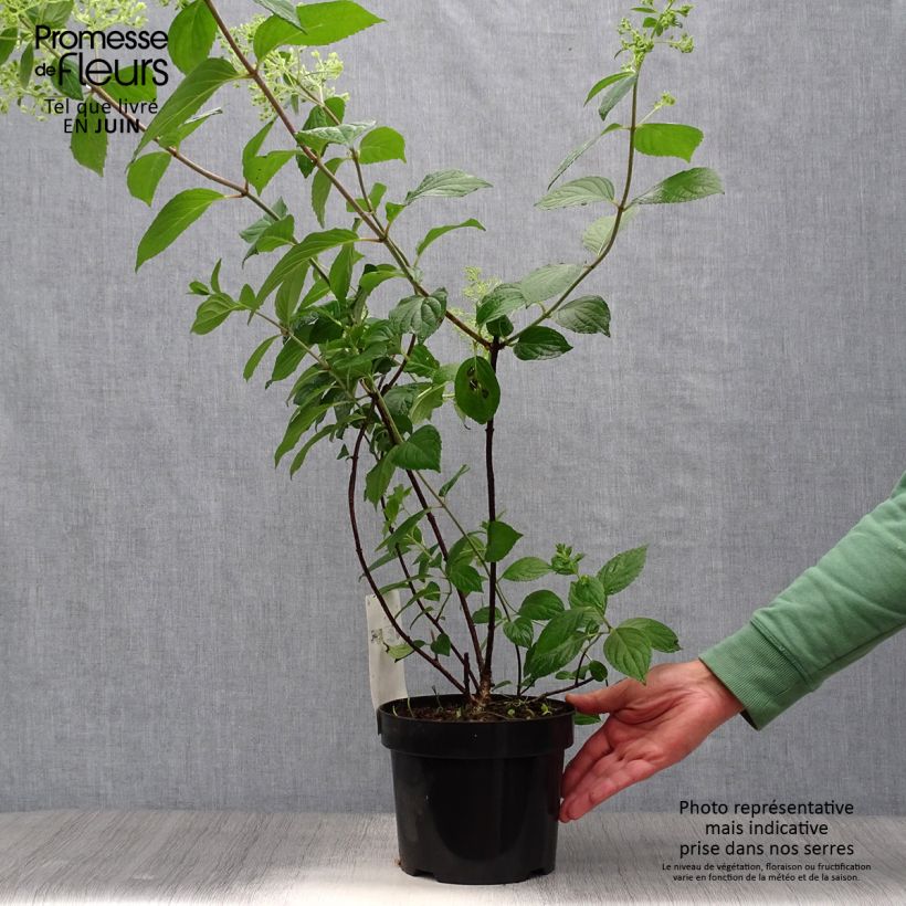 Spécimen de Hydrangea paniculata Diamantino - Hortensia paniculé Pot de 3L/4L tel que livré en été
