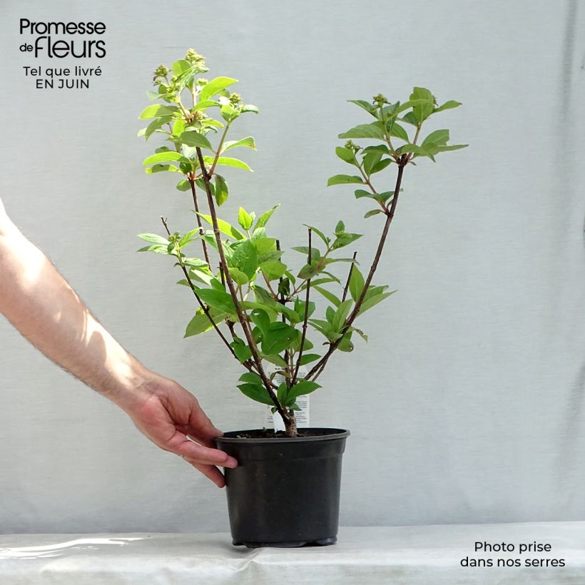 Spécimen de Hydrangea paniculata Early Sensation - Hortensia paniculé Pot de 3L/4L tel que livré en été