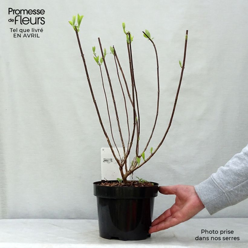 Spécimen de Hydrangea paniculata Fraise Melba - Hortensia paniculé Pot de 3L/4LHauteur livrée env. 30+cm tel que livré au printemps