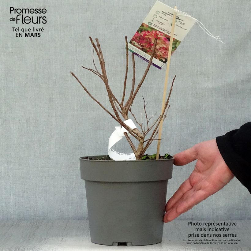 Spécimen de Hydrangea paniculata Graffiti - Hortensia paniculé - Godet de 8/9 cm tel que livré au printemps