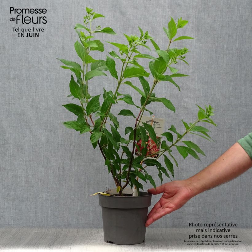 Spécimen de Hydrangea paniculata Graffiti - Hortensia paniculé Pot de 4L/5L tel que livré en été