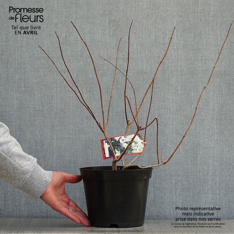Spécimen de Hydrangea paniculata Grandiflora - Hortensia paniculé tel que livré au printemps