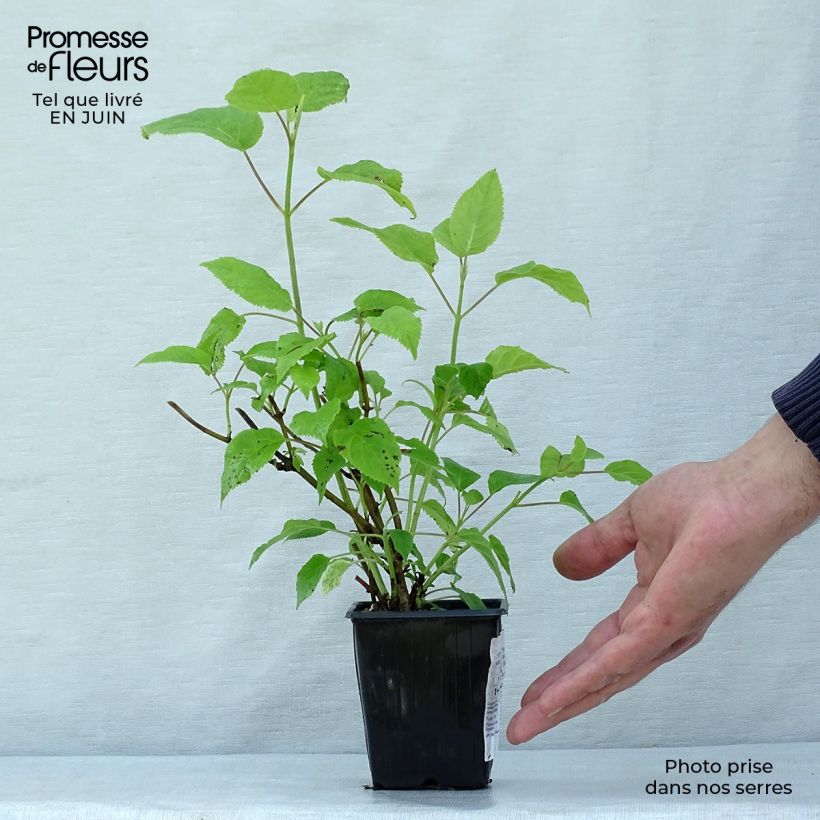 Spécimen de Hydrangea paniculata Grandiflora - Hortensia paniculé Godet de 8/9 cm tel que livré en été