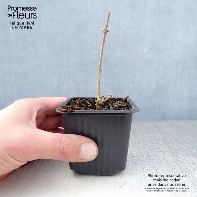 Spécimen de Hydrangea paniculata Grandiflora - Hortensia paniculé Godet de 8/9 cmHauteur livrée env. 10/15cm tel que livré au printemps