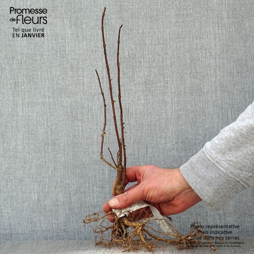 Spécimen de Hydrangea paniculata Grandiflora - Hortensia paniculé Petites Racines nues tel que livré en hiver