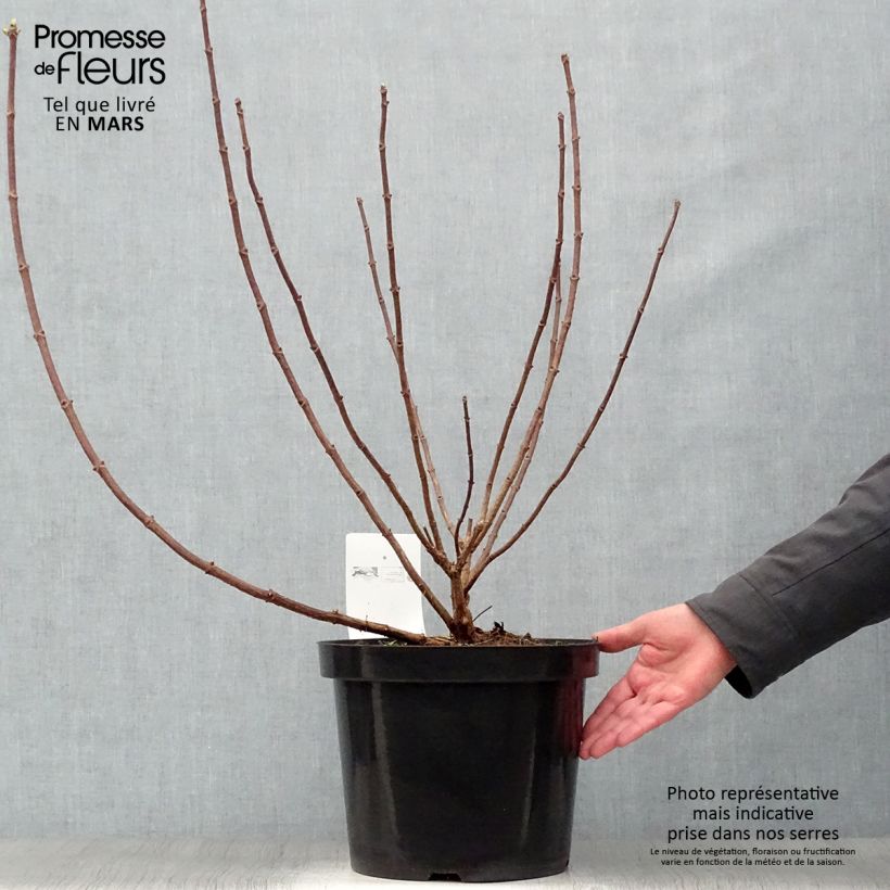 Spécimen de Hydrangea paniculata Great Star Le Vasterival - Hortensia paniculé tel que livré au printemps