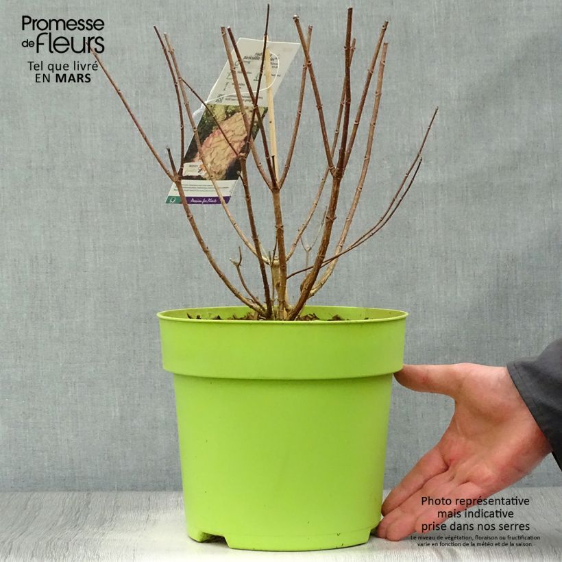 Spécimen de Hydrangea paniculata Hercules - Hortensia paniculé tel que livré au printemps