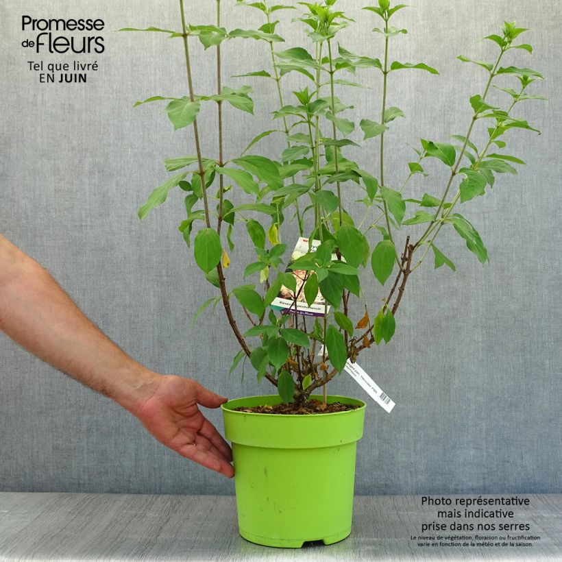 Spécimen de Hydrangea paniculata Hercules - Hortensia paniculé Pot de 6L/7L tel que livré en été