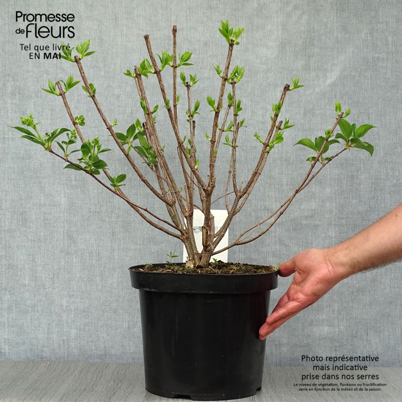 Spécimen de Hydrangea paniculata Kyushu - Hortensia paniculé Pot de 7,5L/10LHauteur livrée env. 40+cm tel que livré au printemps