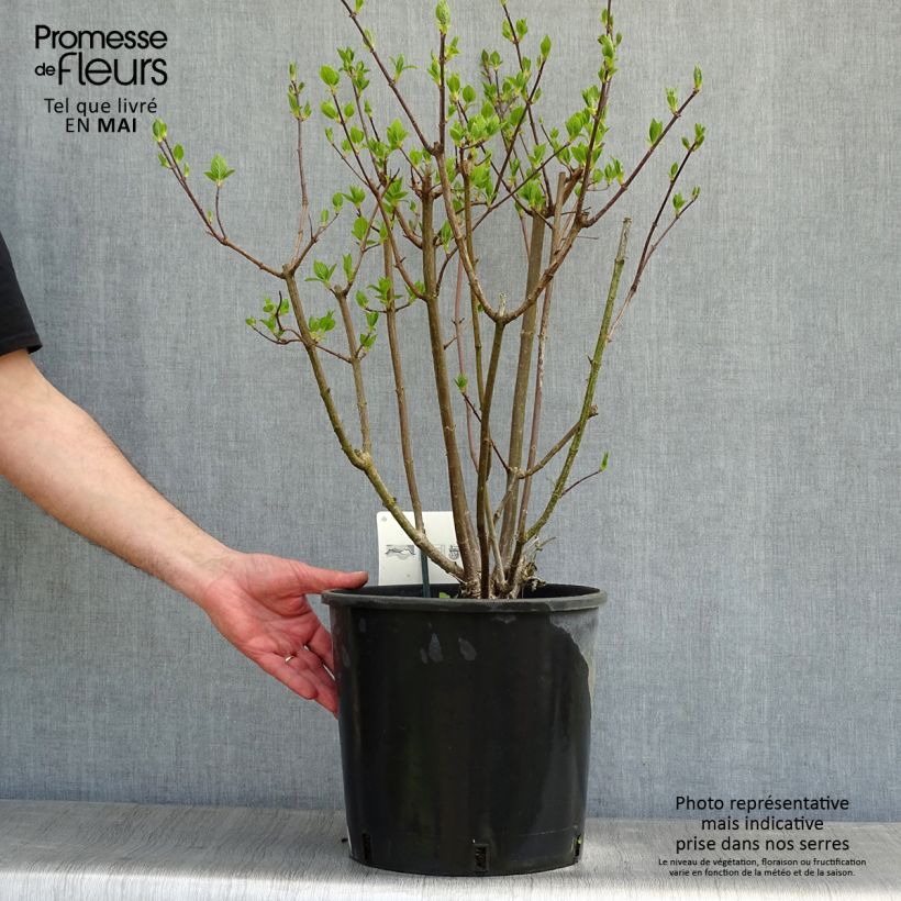 Spécimen de Hydrangea paniculata Kyushu - Hortensia paniculé tel que livré au printemps