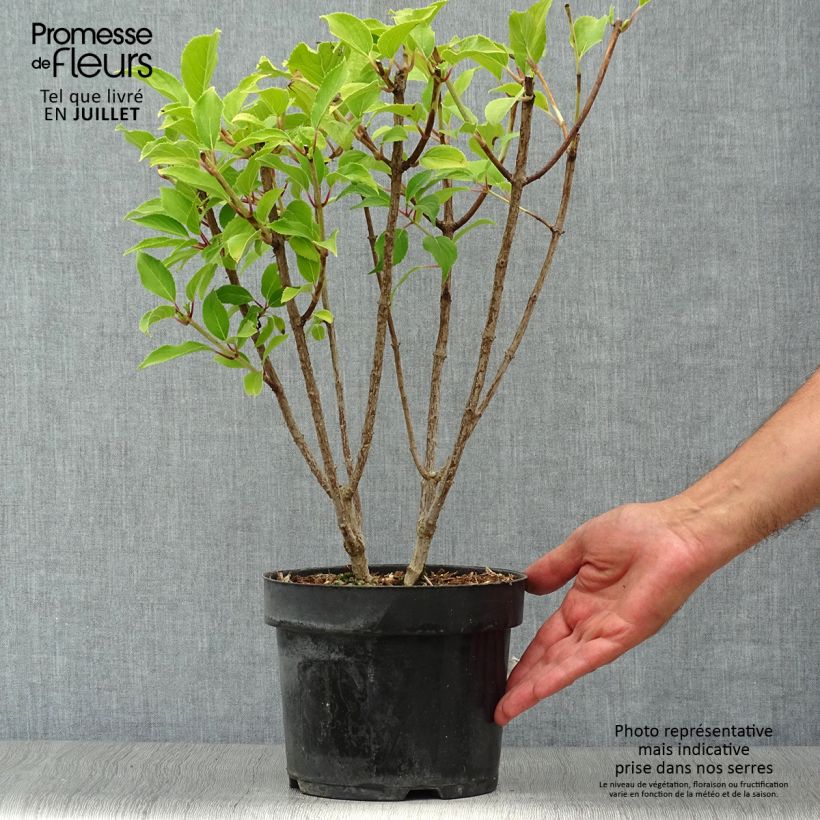 Spécimen de Hydrangea paniculata Kyushu - Hortensia paniculé Pot de 3L/4L tel que livré en été