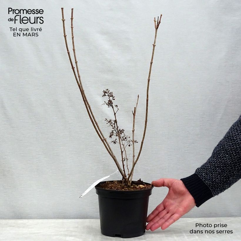Spécimen de Hydrangea paniculata Kyushu - Hortensia paniculé Pot de 3L/4LHauteur livrée env. 40+cm tel que livré au printemps
