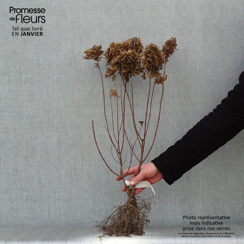 Spécimen de Hydrangea paniculata Kyushu - Hortensia paniculé Petites Racines nues tel que livré en hiver
