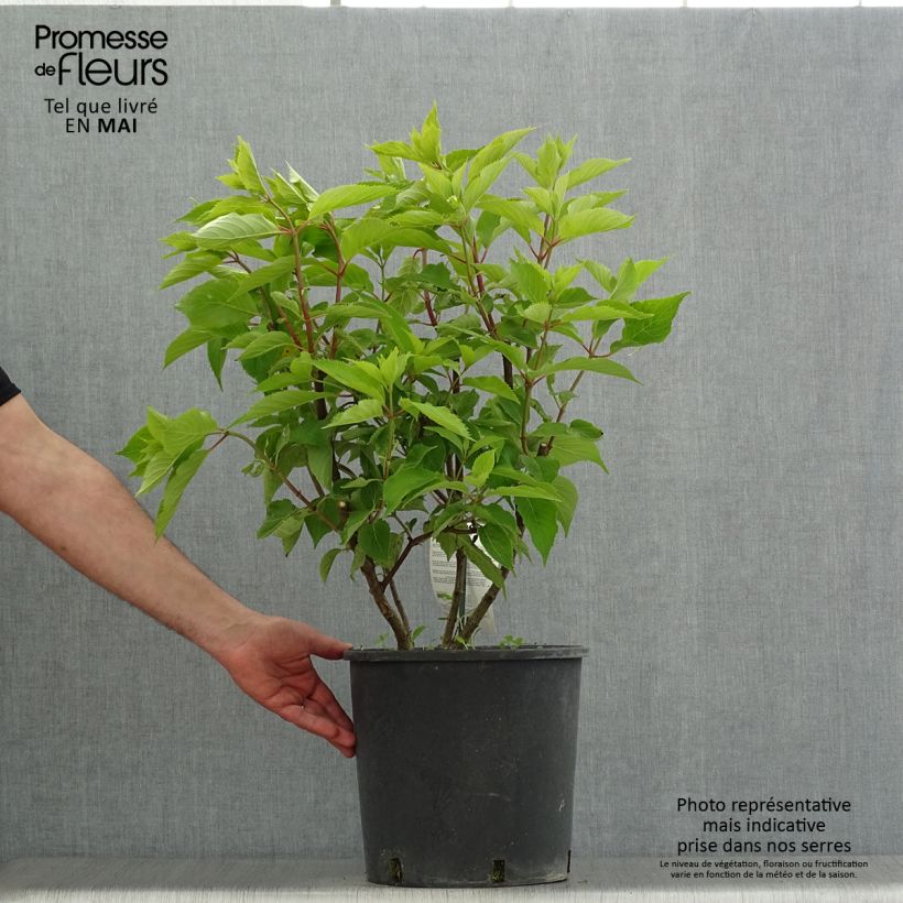 Spécimen de Hydrangea paniculata Levana - Hortensia paniculé Pot de 7,5L/10LHauteur livrée env. 50/60cm tel que livré au printemps