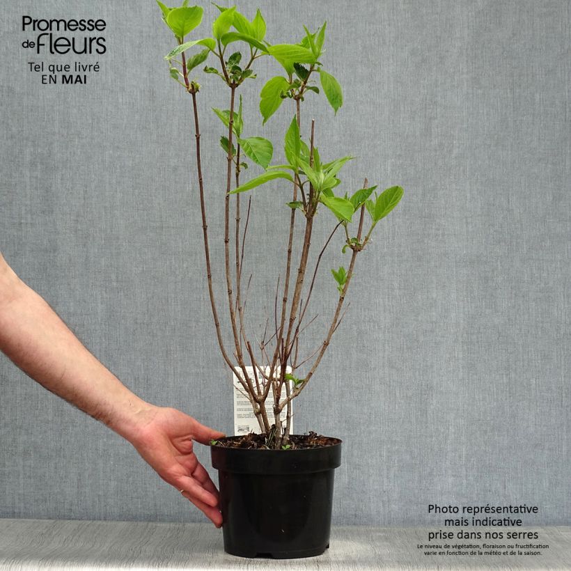 Spécimen de Hydrangea paniculata Levana - Hortensia paniculé tel que livré au printemps